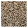 Jeera (Cumin)