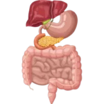 Liver & Gut Health